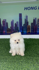 White/Cream Pomeranian Teacup Teddy
